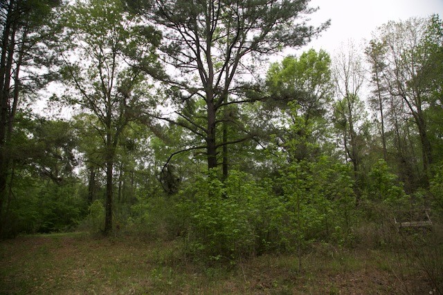 258 Hearne Road Corrigan, TX 75939 - Photo 7 of 7