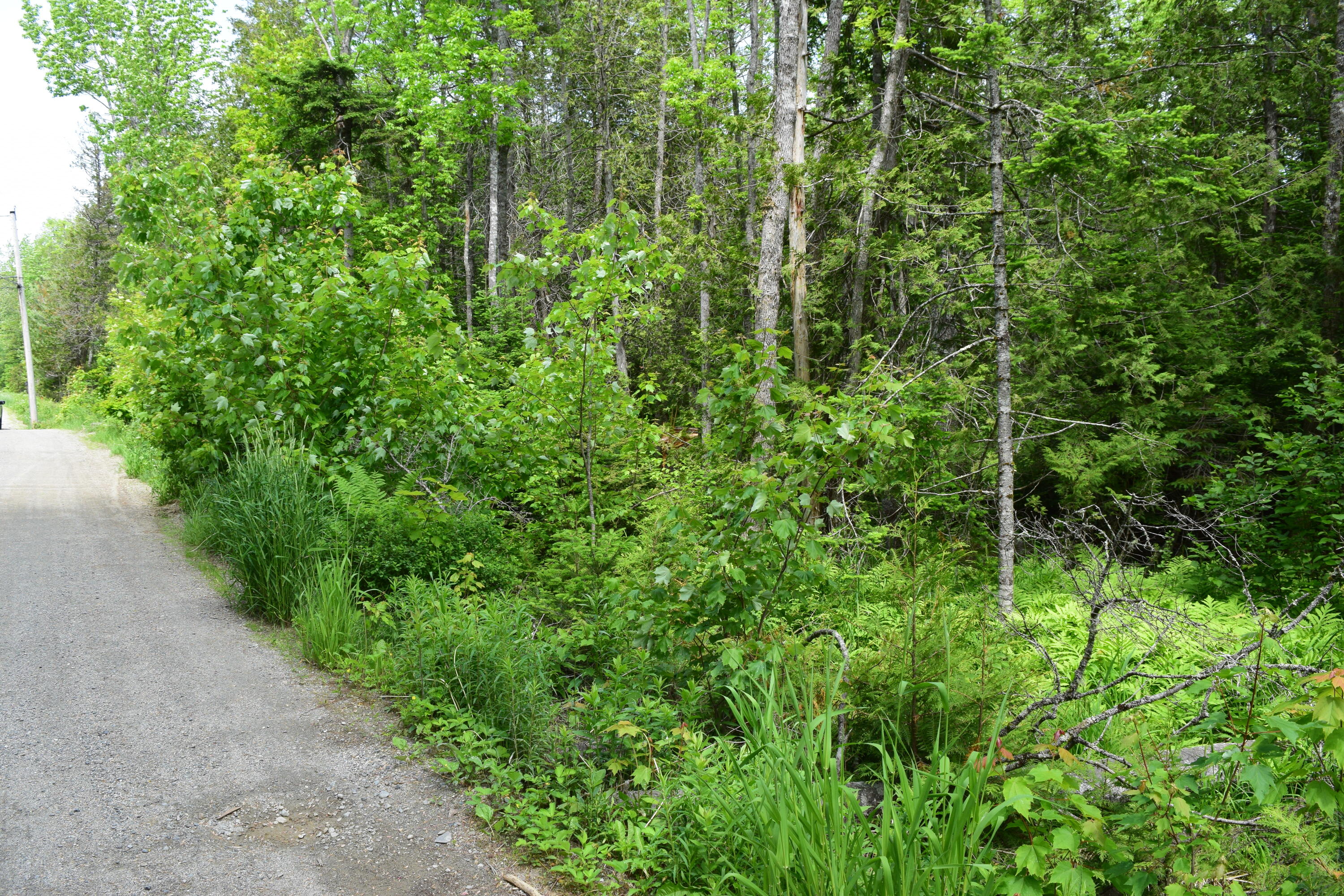 2 Landing Road Road South Hancock, ME 04640 - Photo 10 of 10 DSC_0344