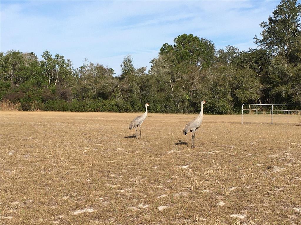1297 Pfundstein Road Babson Park, FL 33827 - Photo 6 of 65 a white house that has a tree in the background