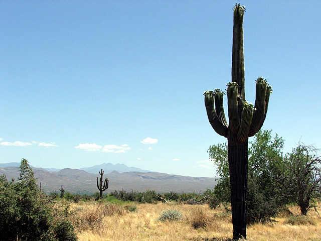 301 North 170th West Street, Unit WEST Rio Verde, AZ 85263 - Photo 1 of 6 Primary Photo