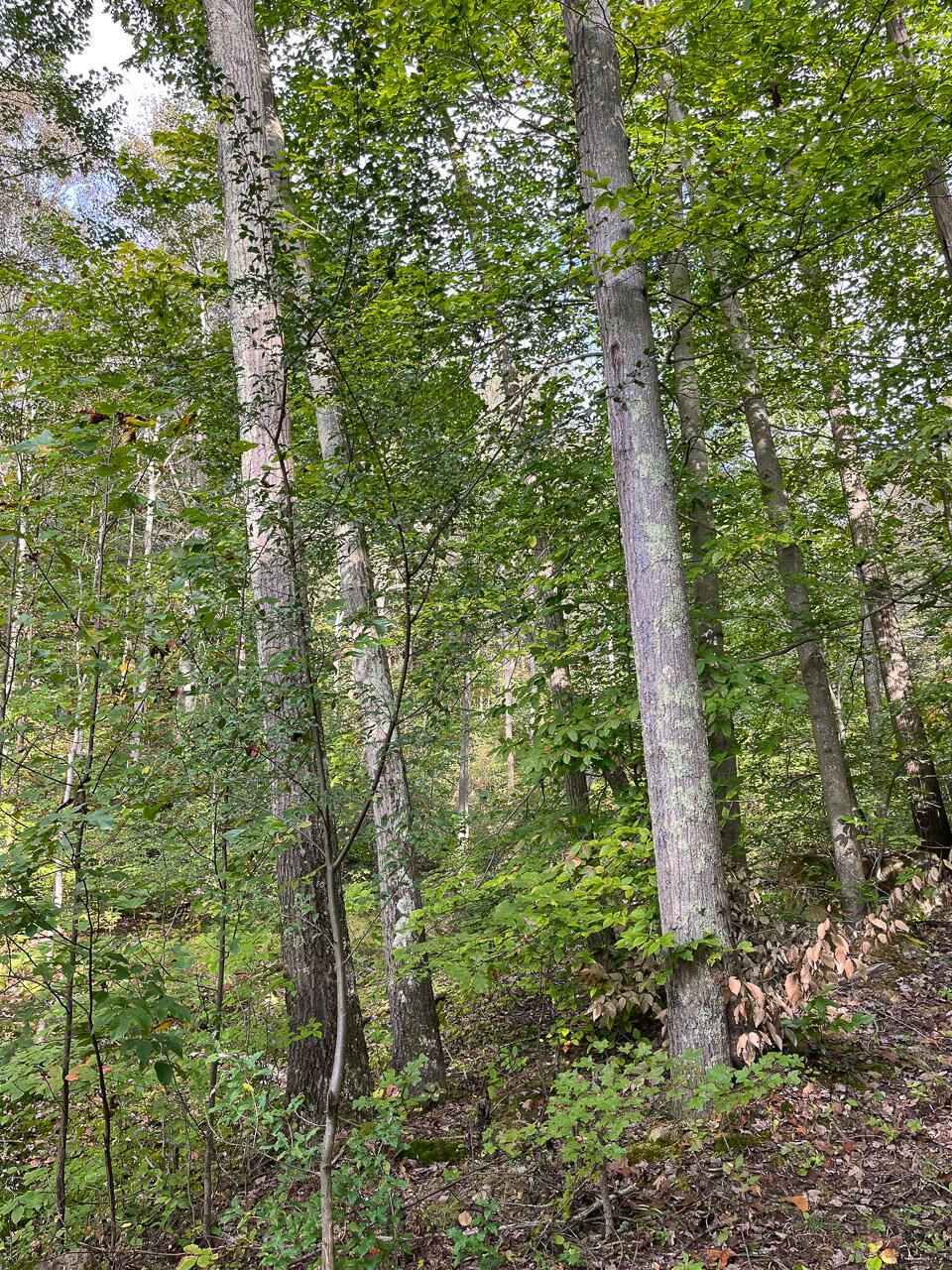 21995 Harrons Ridge Road Dexter City, OH 45727 - Photo 25 of 32 25