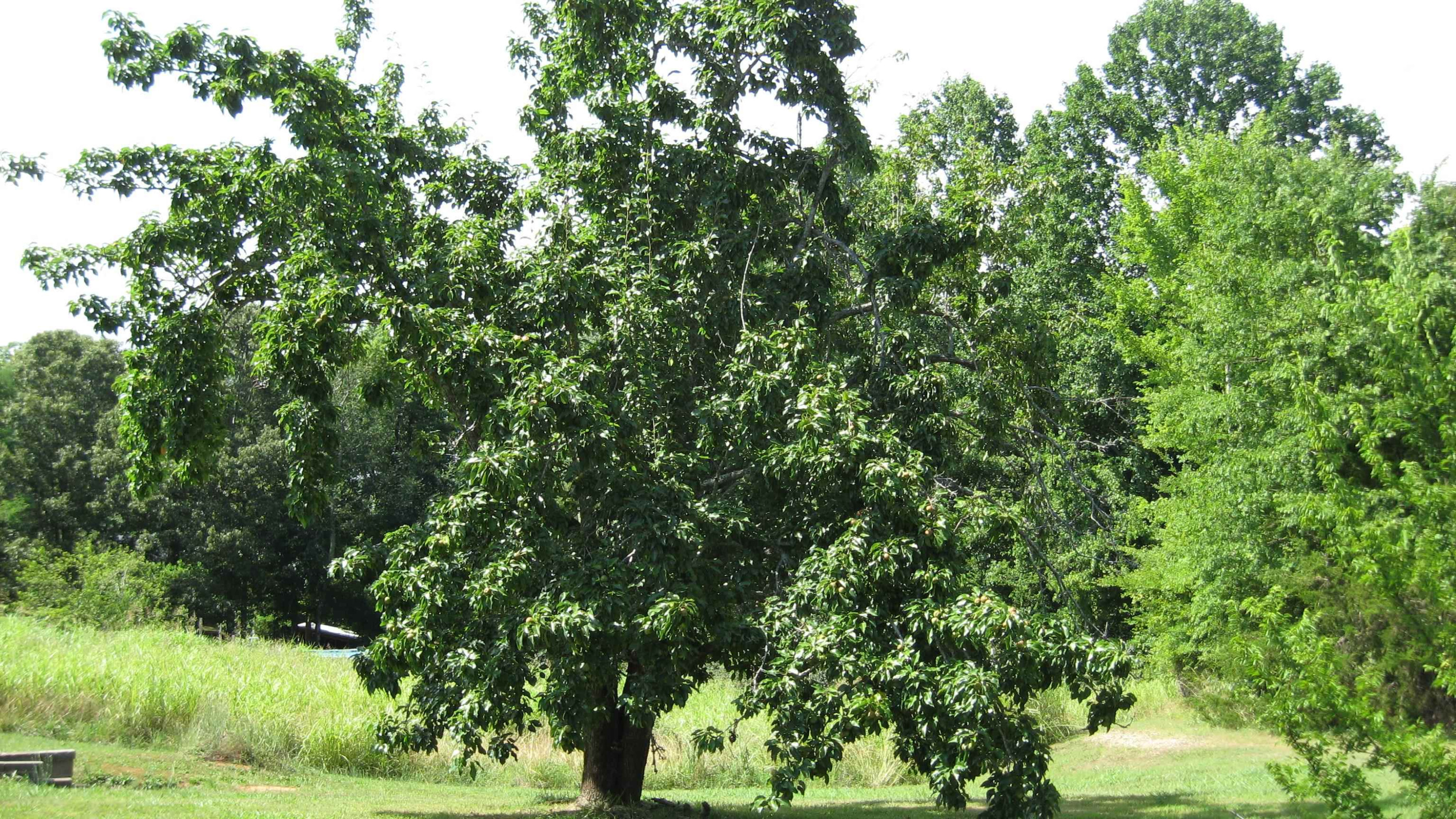295 Goff Road Sardis, TN 38371 - Photo 9 of 42 Photo 9
