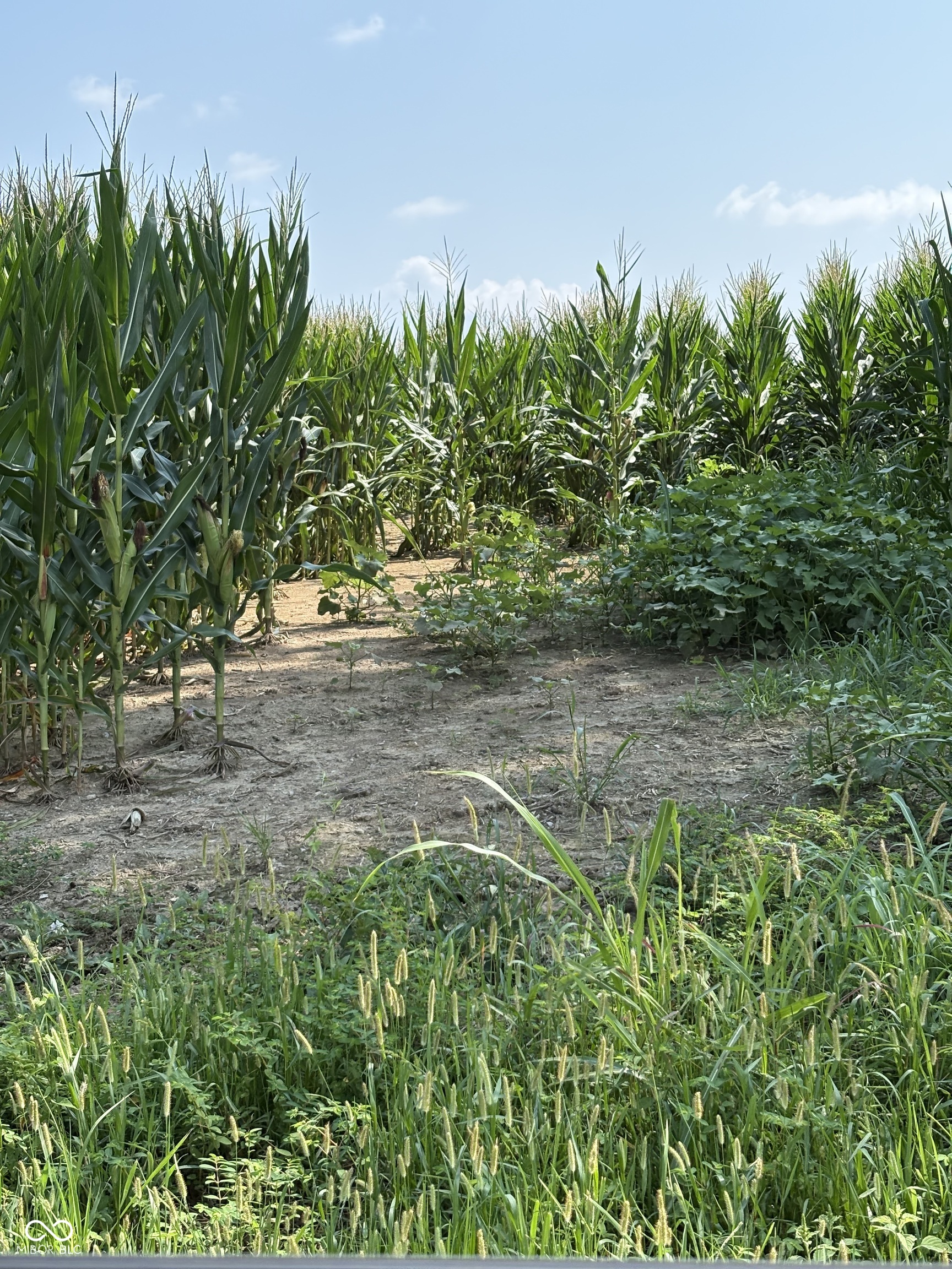 0 Leitzman North Road Paragon, IN 46166 - Photo 6 of 9