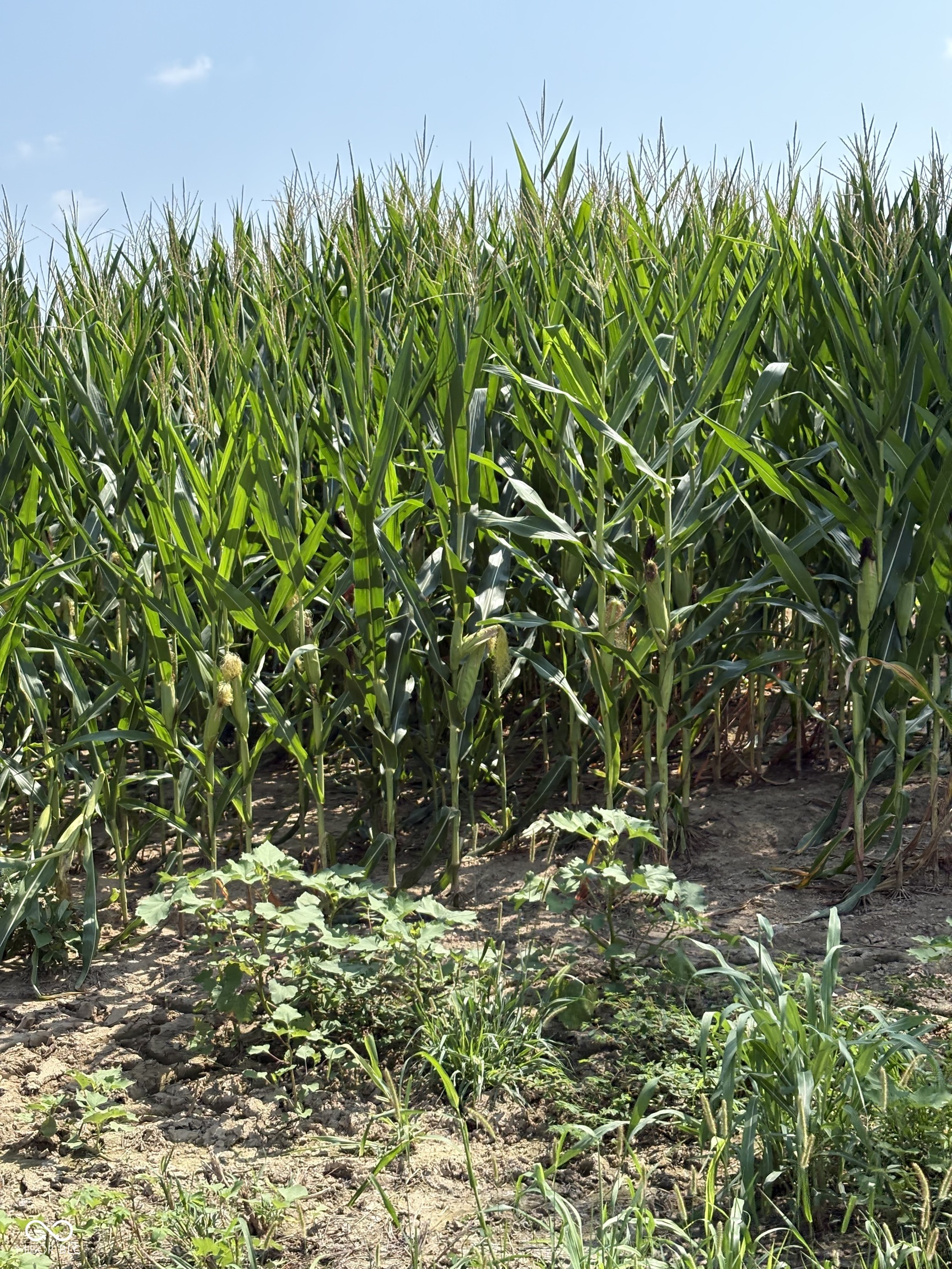 0 Leitzman North Road Paragon, IN 46166 - Photo 7 of 9