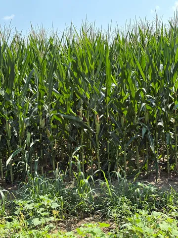 $125,000 | 0 Leitzman North Road, Paragon, IN 46166