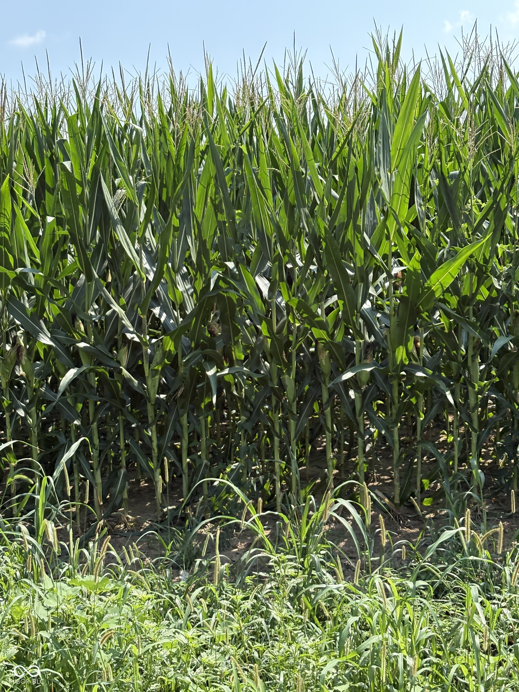 0 Leitzman North Road Paragon, IN 46166 - Photo 9 of 9