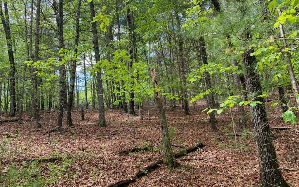 Panther Top Road Murphy, NC 28906 - Photo 1 of 5 Main View