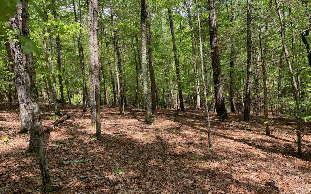 Panther Top Road Murphy, NC 28906 - Photo 2 of 5 Additional View