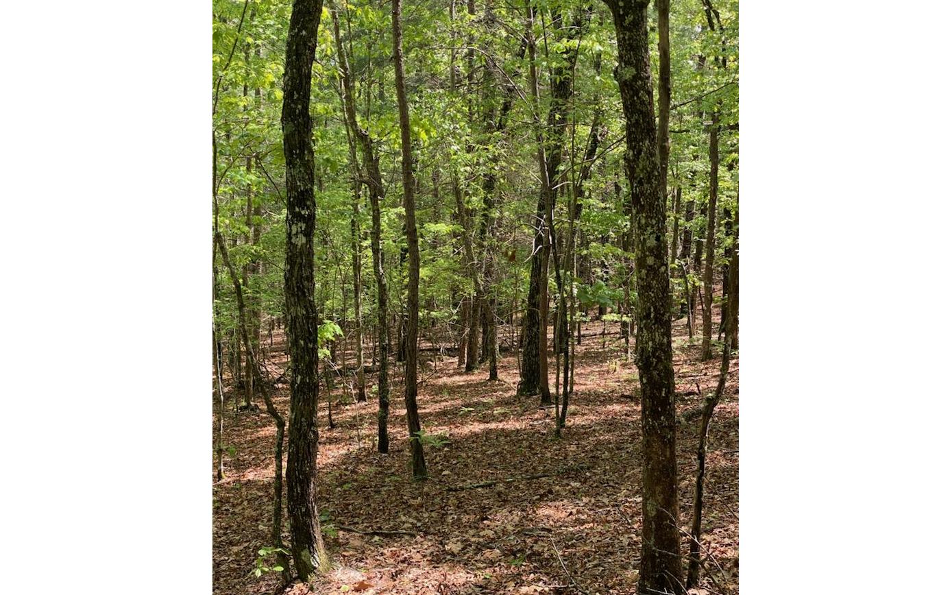 Panther Top Road Murphy, NC 28906 - Photo 5 of 5 Additional View