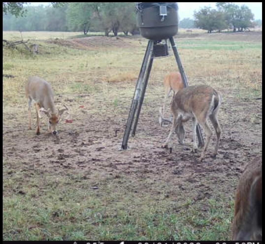 12 Co Road Shamrock, TX 79079 - Photo 25 of 26 Game Cam 2