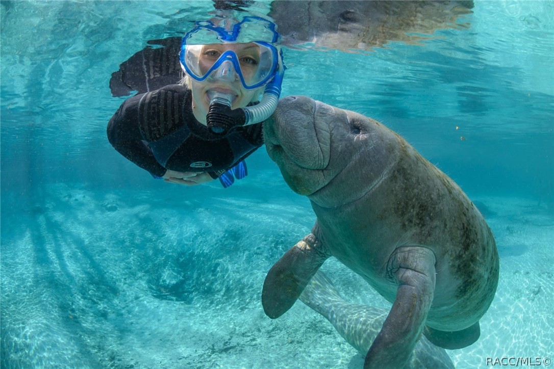 2015 North Rhodes Point Hernando, FL 34442 - Photo 80 of 82 Take a snorkel/swim with the ever-present lovable, and docile, Manatees.