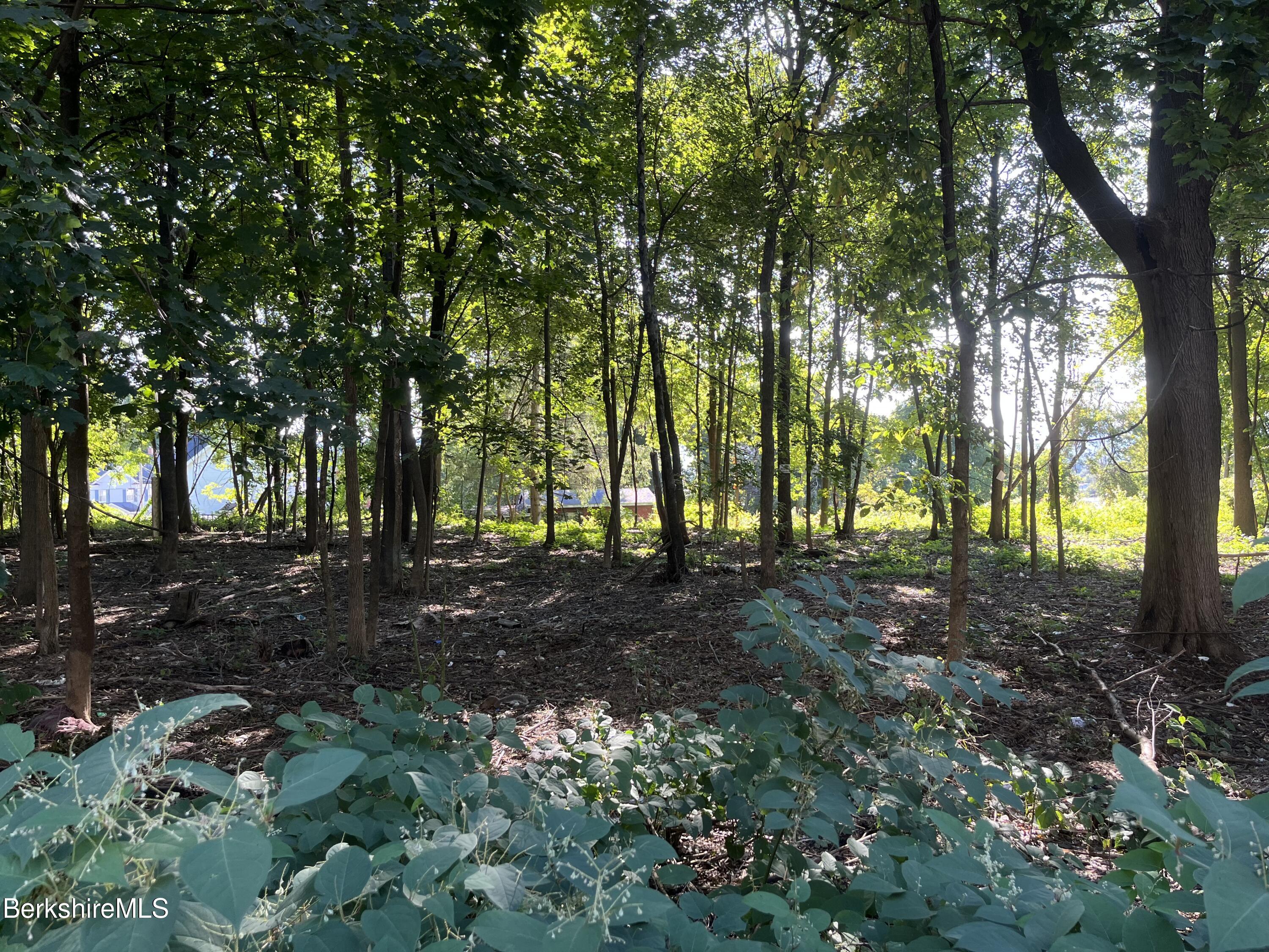 1 1/2 Cherry Street Pittsfield, MA 01201 - Photo 10 of 11 a view of forest