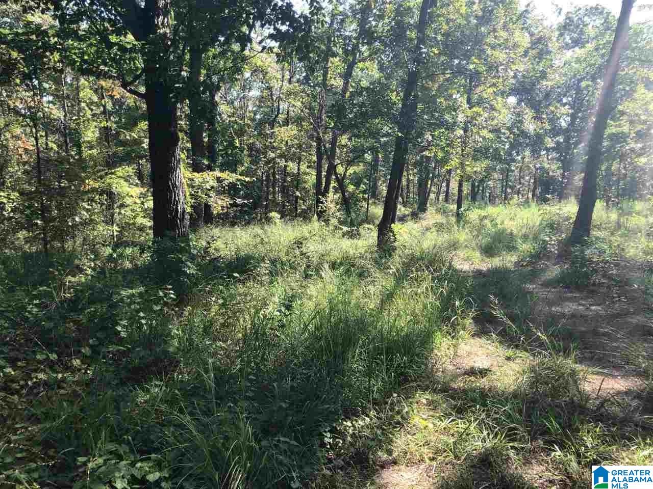 200-acres High Road, Unit 200 ACRES Pell City, AL 35128 - Photo 11 of 17