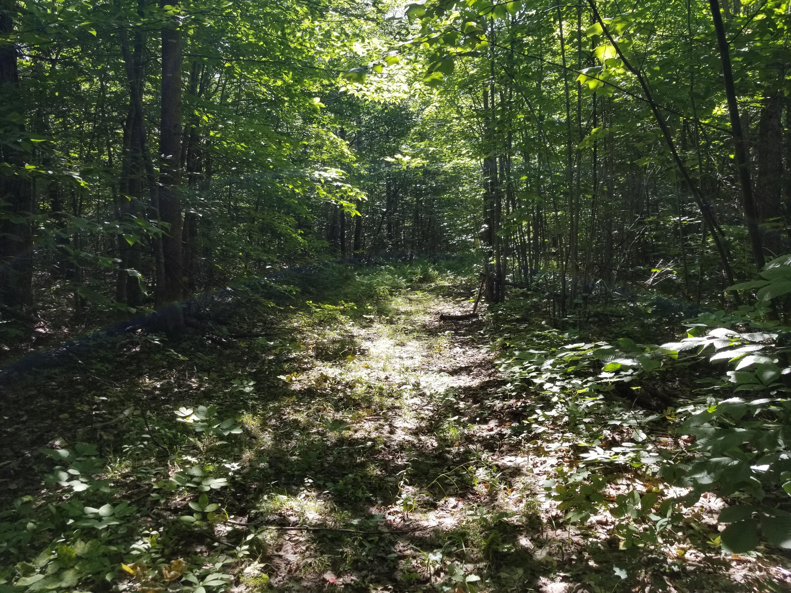 0 Weld Road Phillips, ME 04966 - Photo 31 of 47 20190905_145056