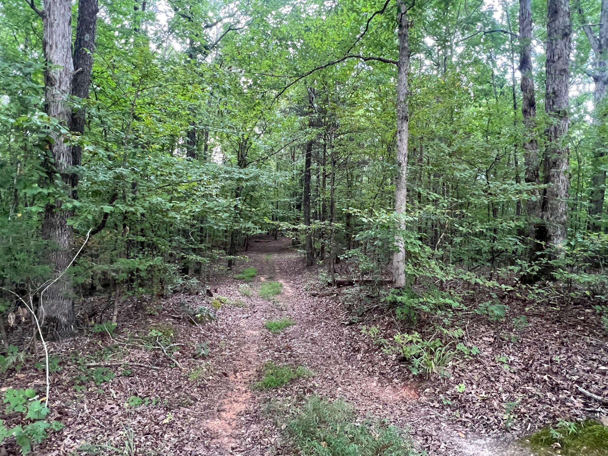 880 Double Springs Loop Savannah, TN 38372 - Photo 39 of 40 a view of a forest with lots of trees