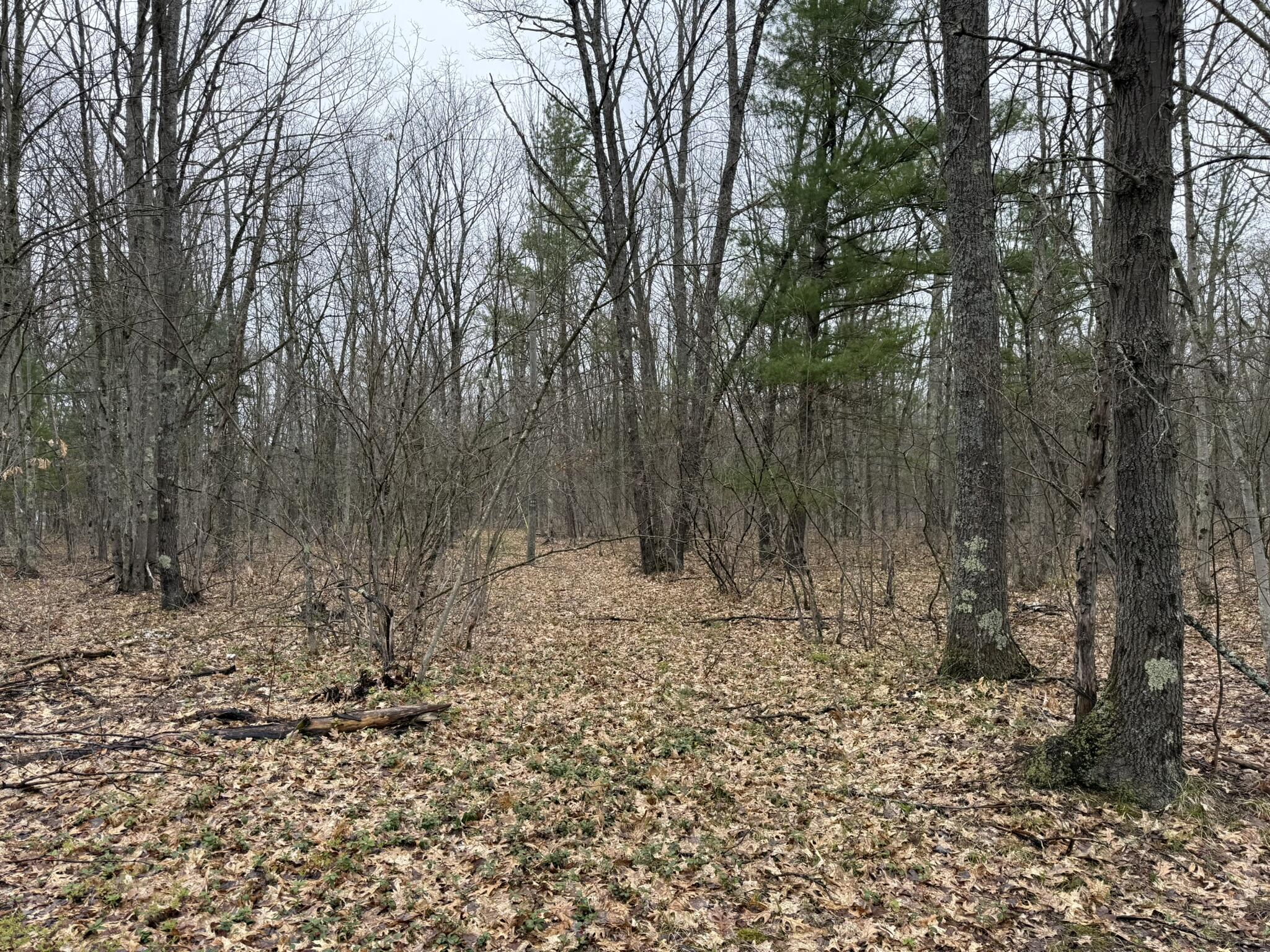 14995 River Road Brethren, MI 49619 - Photo 15 of 16 IMG_6419