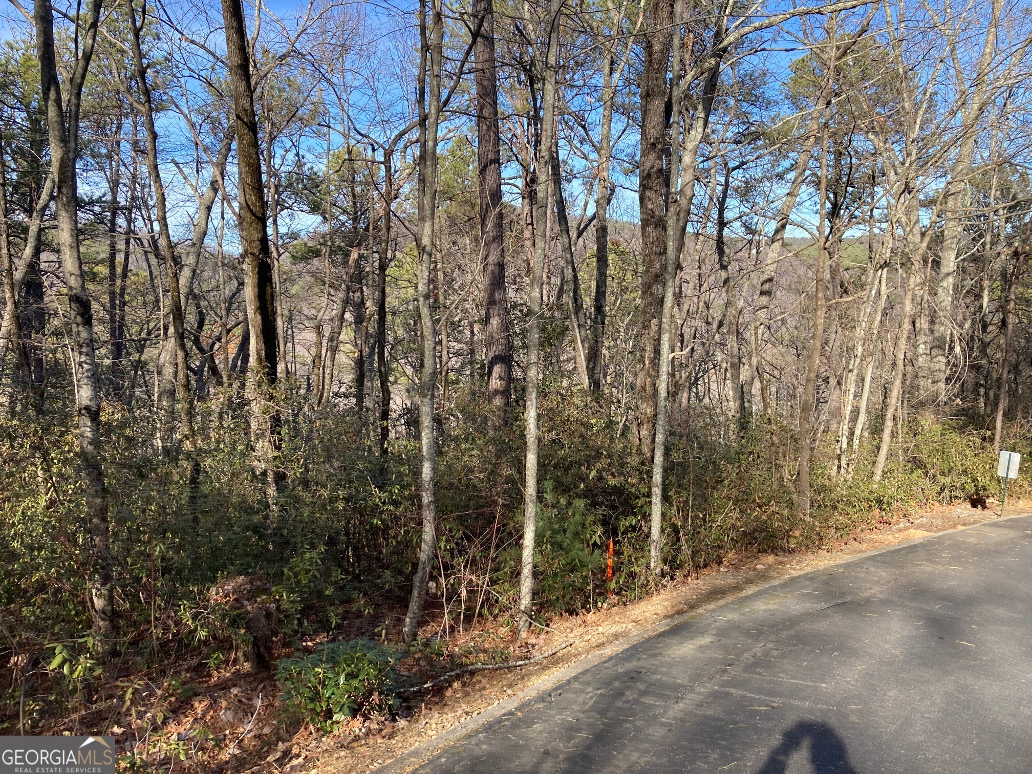 a view of a forest that has large trees