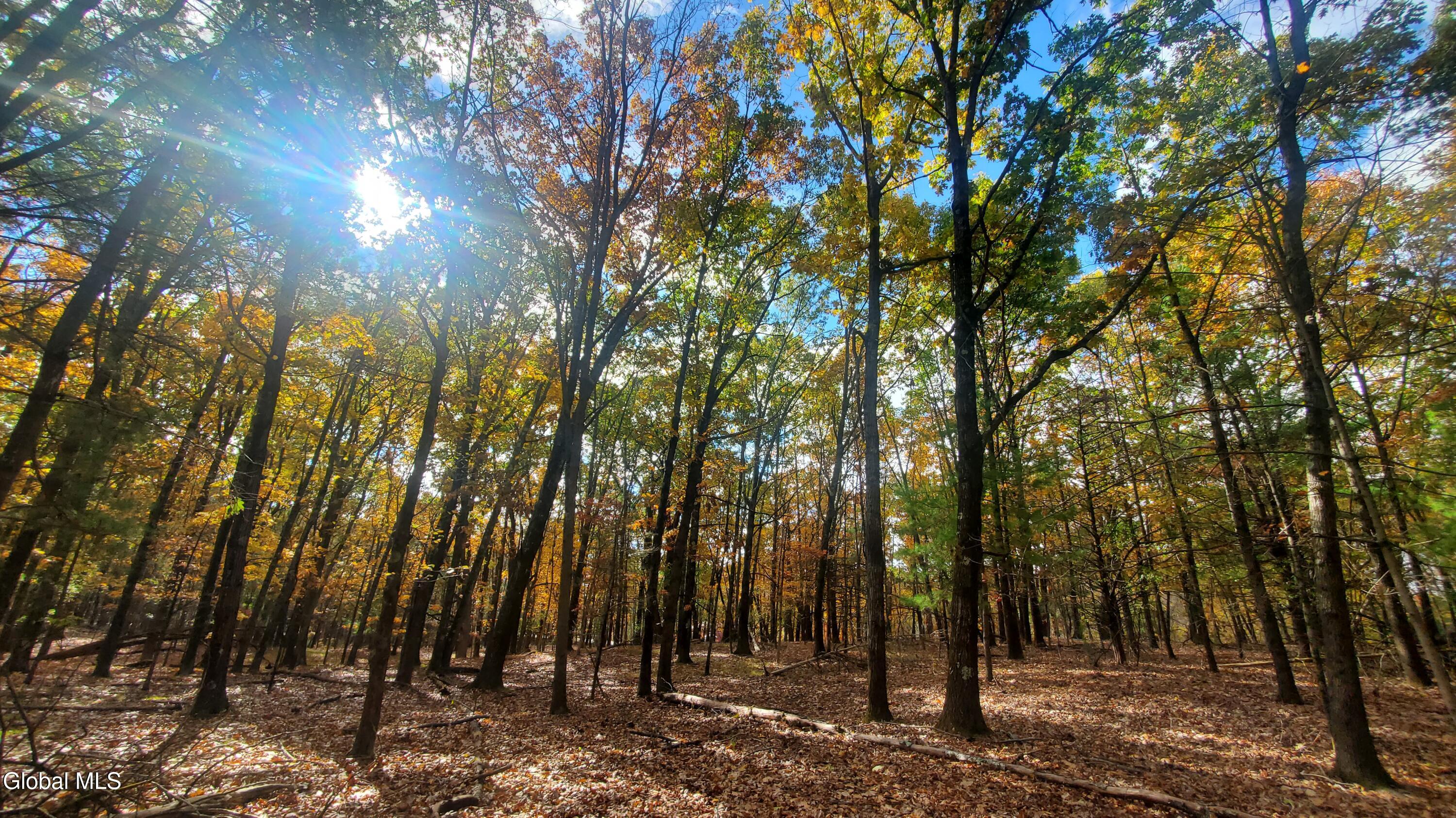 L25 Fischer Road Kinderhook, NY 12106 - Photo 11 of 30 LIVE IN THE FOREST