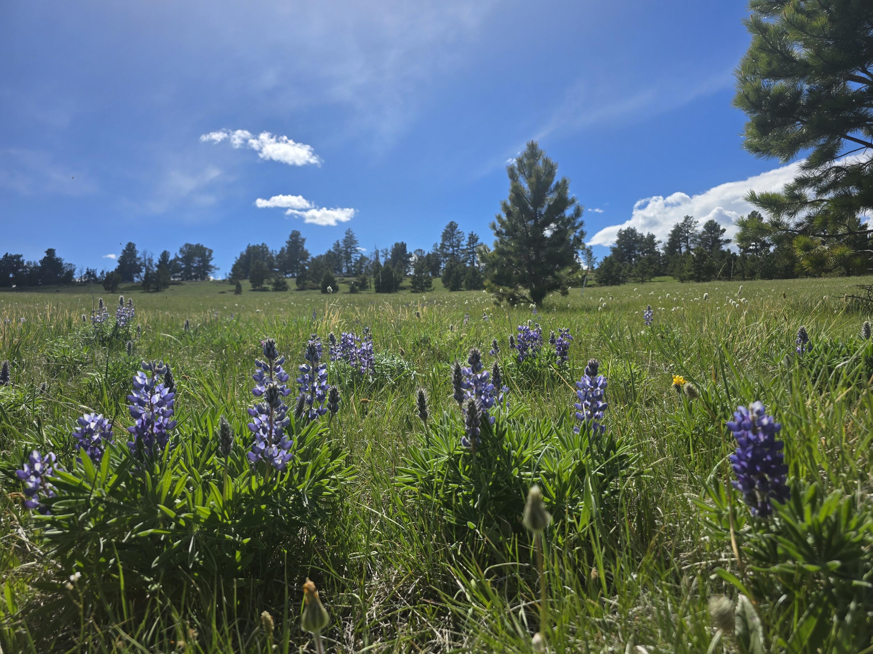 Yarrow Road Buffalo, WY 82834 - Photo 3 of 13 1000024214