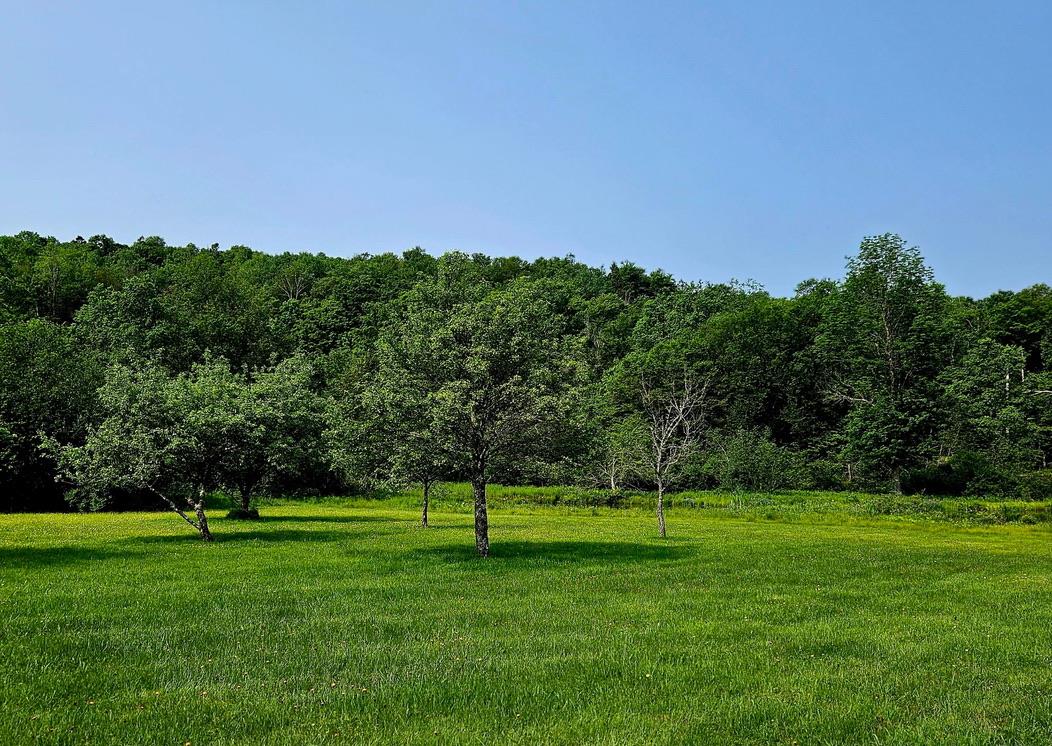141 Bonnie Brook Road Roscoe, NY 12776 - Photo 45 of 48 View of grassy yard