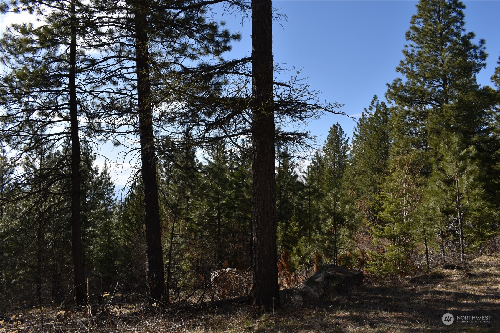 100 Lone Pine Trail Riverside, WA 98849 - Photo 21 of 37 a view of a forest