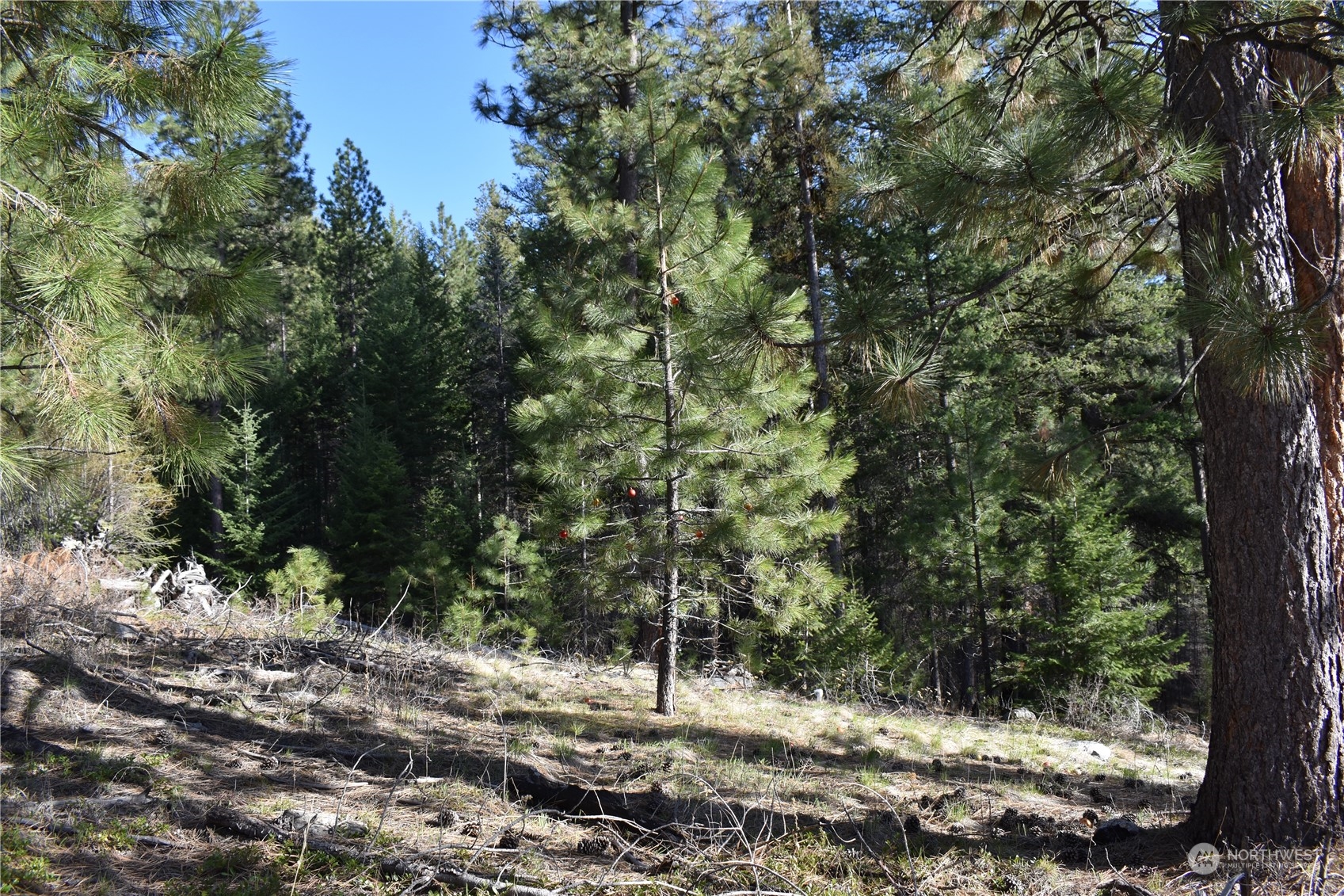 100 Lone Pine Trail Riverside, WA 98849 - Photo 22 of 37 a view of a forest with trees