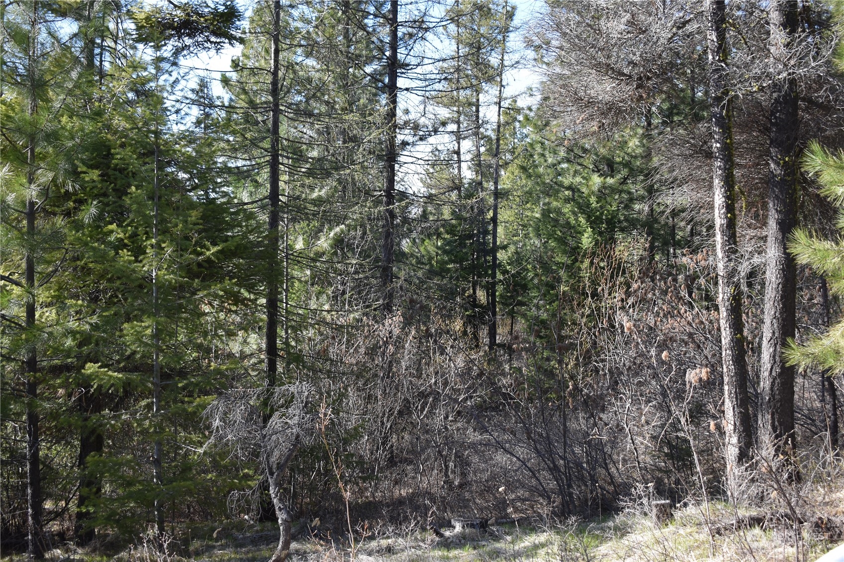 100 Lone Pine Trail Riverside, WA 98849 - Photo 24 of 37 a view of forest