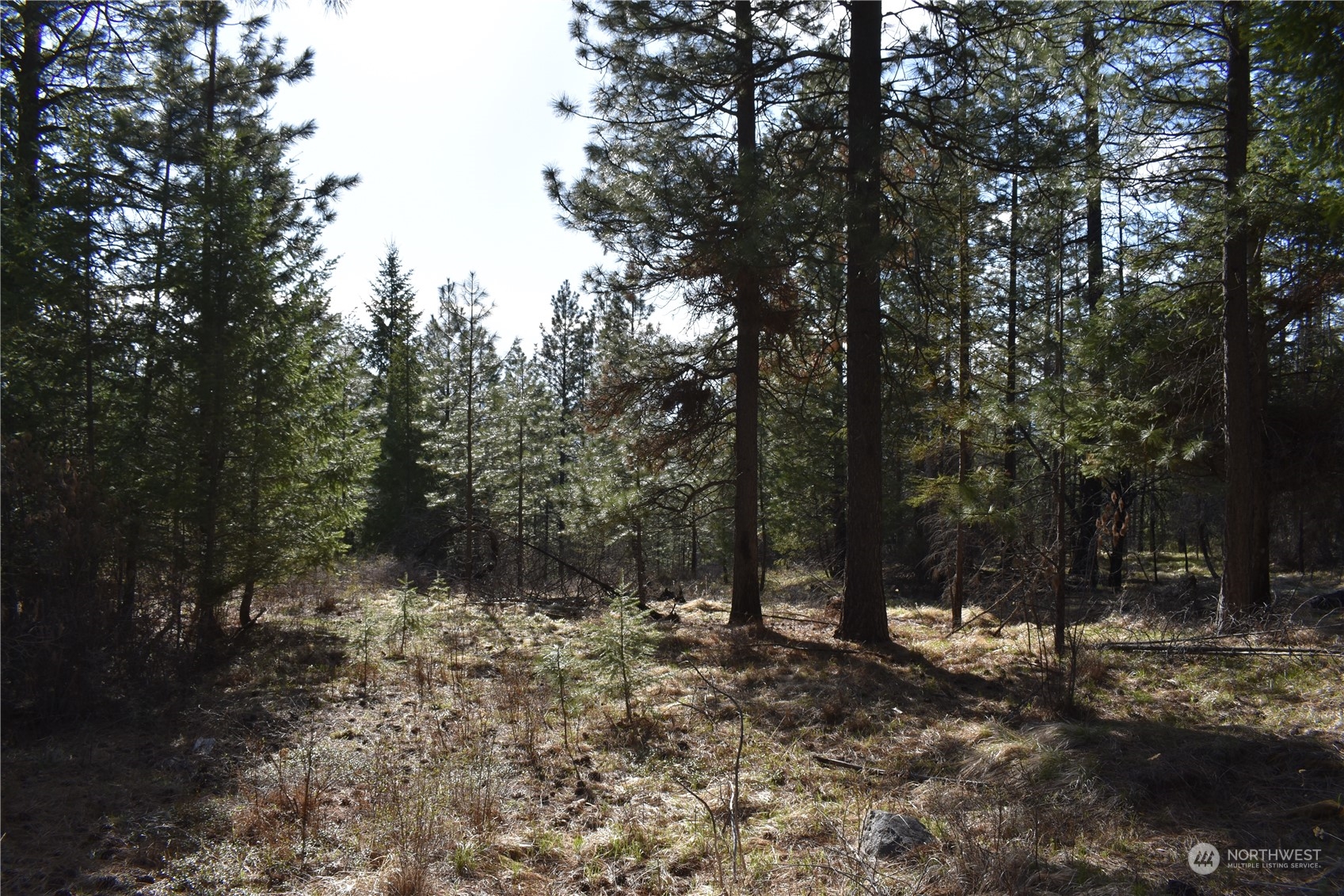 100 Lone Pine Trail Riverside, WA 98849 - Photo 28 of 37 a view of outdoor space with trees