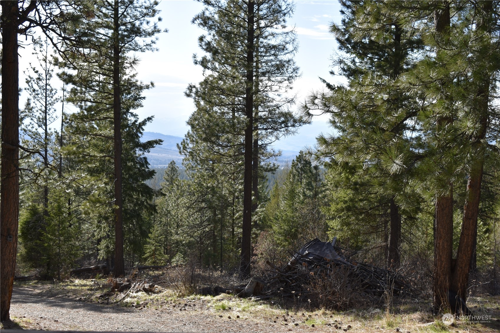 100 Lone Pine Trail Riverside, WA 98849 - Photo 29 of 37 a view of a forest with trees