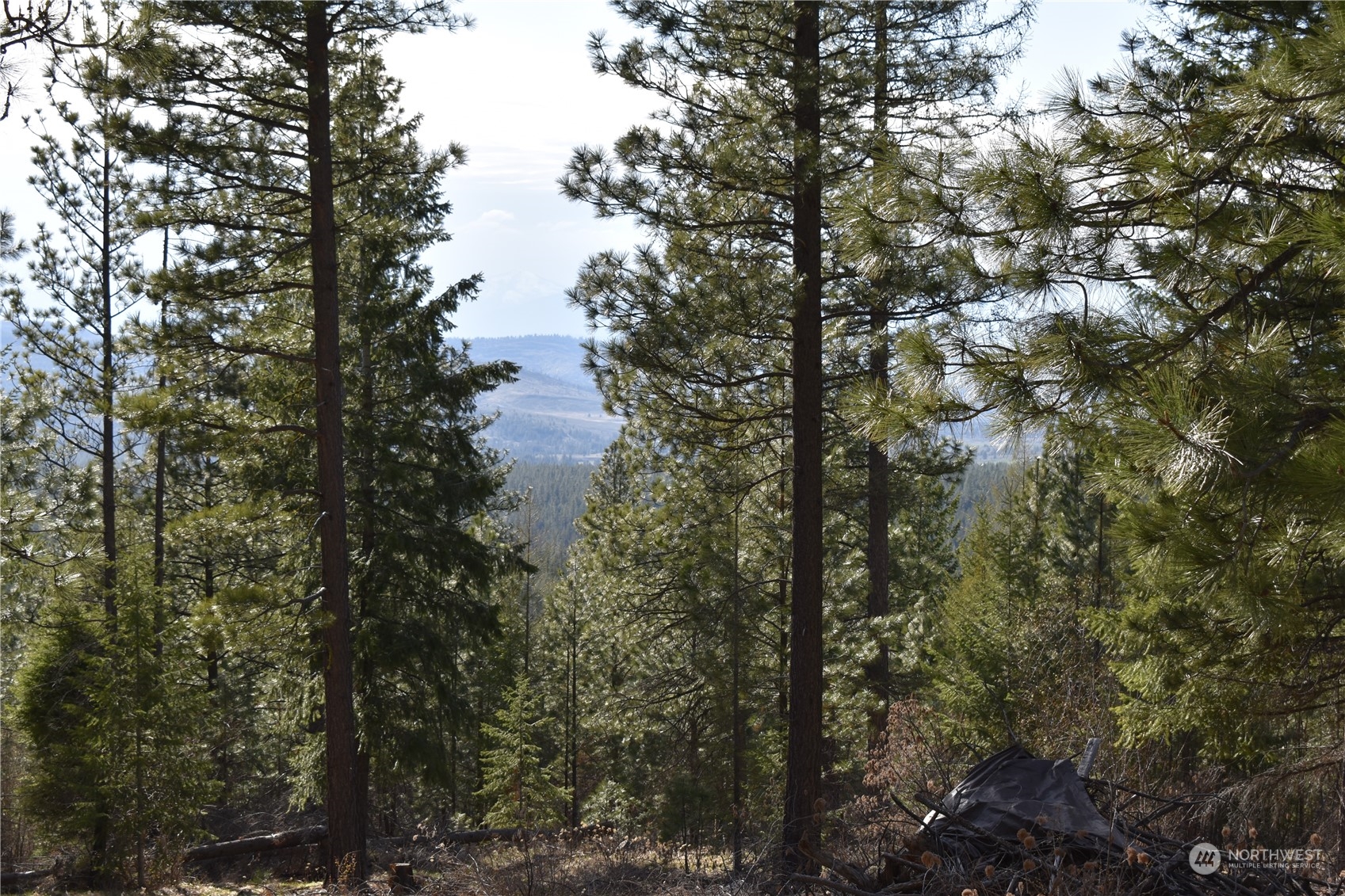 100 Lone Pine Trail Riverside, WA 98849 - Photo 30 of 37 a view of forest
