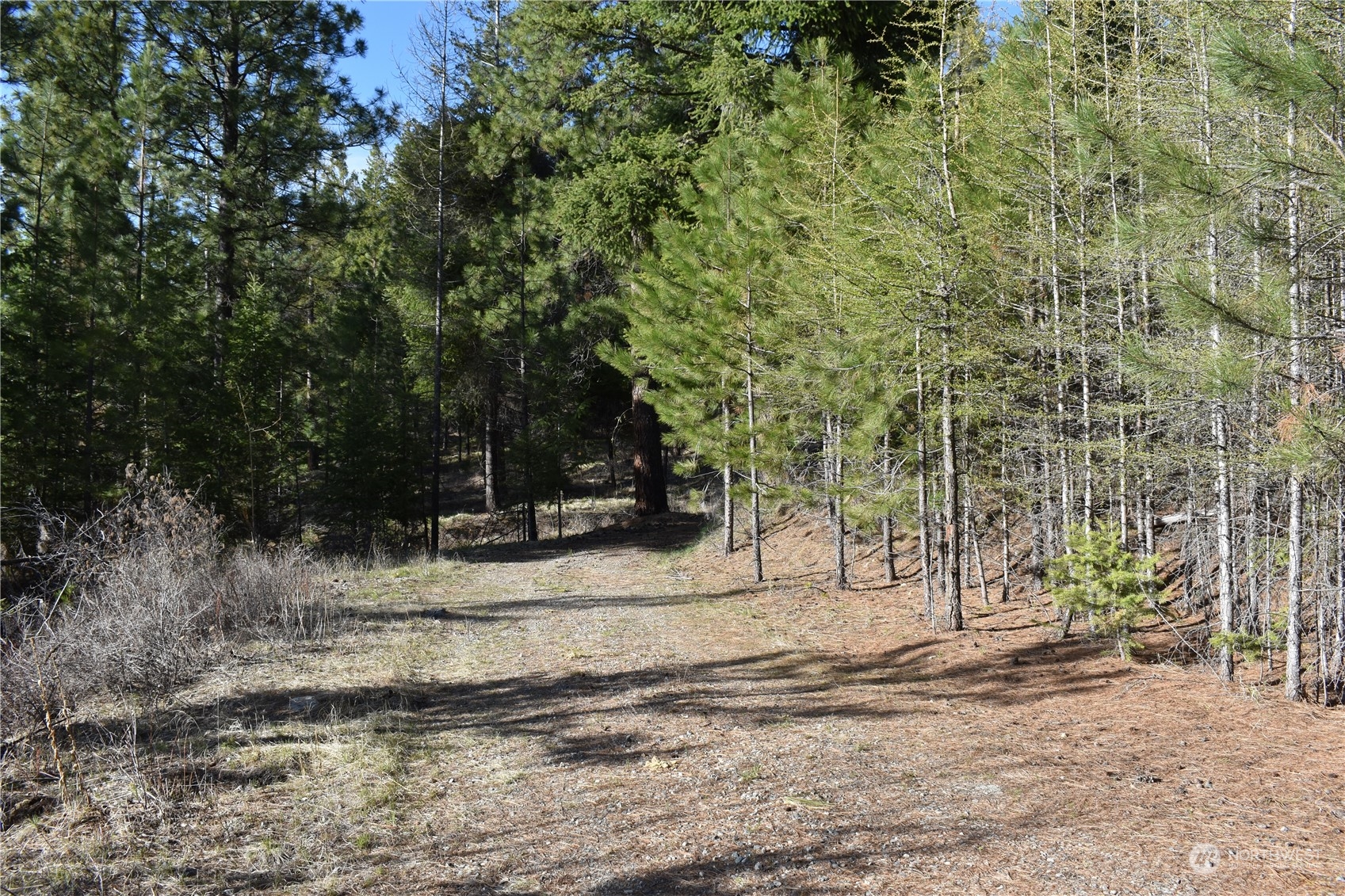 100 Lone Pine Trail Riverside, WA 98849 - Photo 32 of 37 a view of a yard with trees