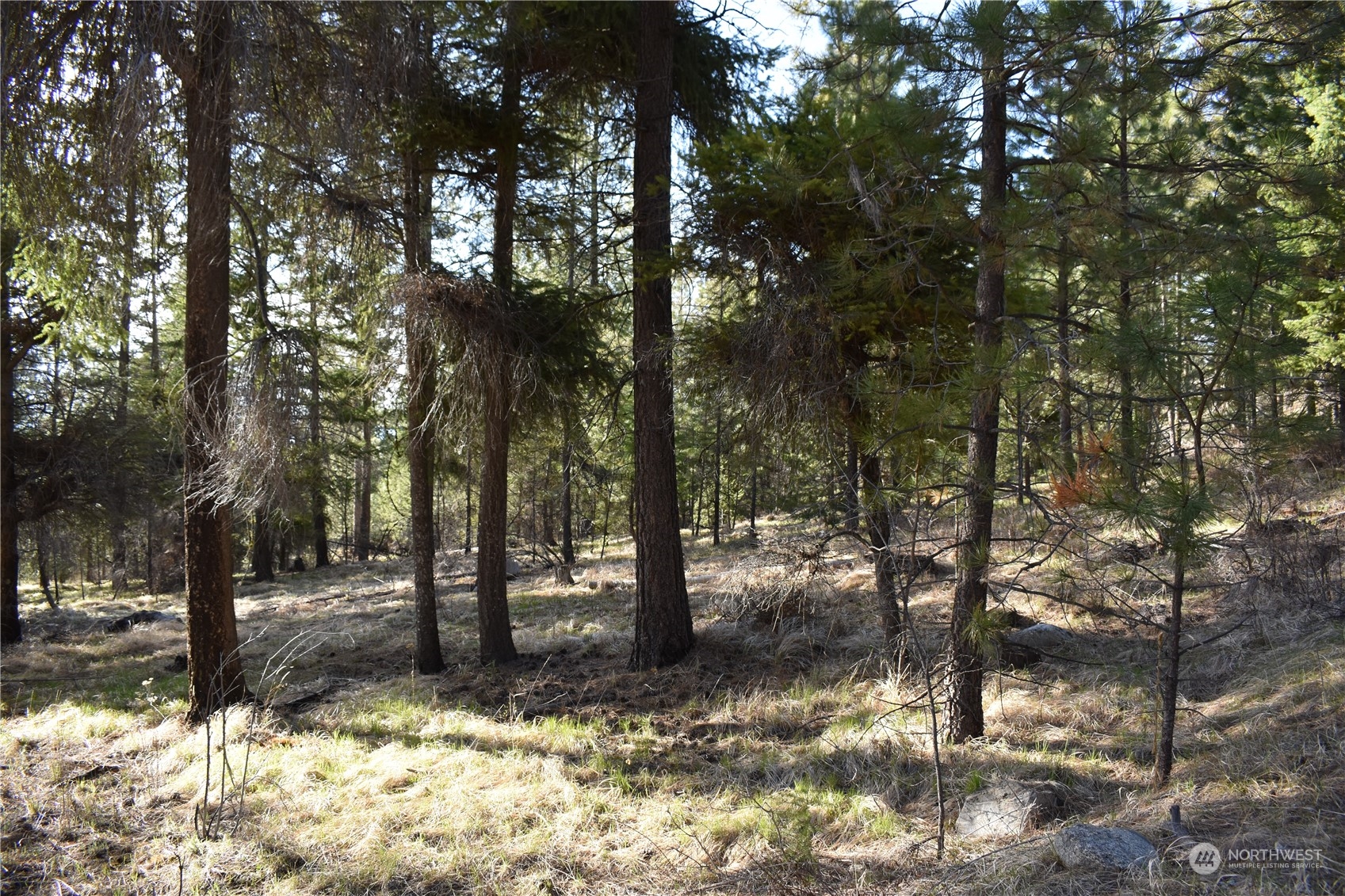 100 Lone Pine Trail Riverside, WA 98849 - Photo 34 of 37 a view of a yard with trees