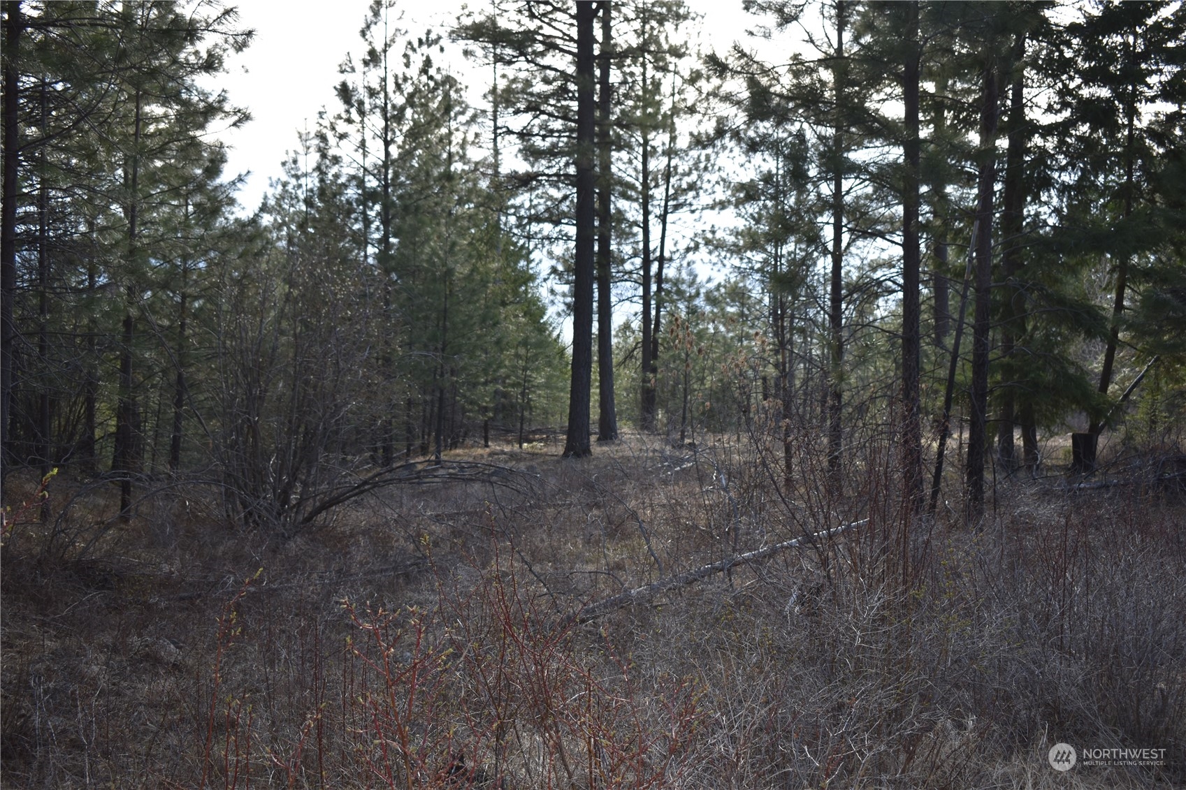 100 Lone Pine Trail Riverside, WA 98849 - Photo 35 of 37 a view of a forest with trees in the background