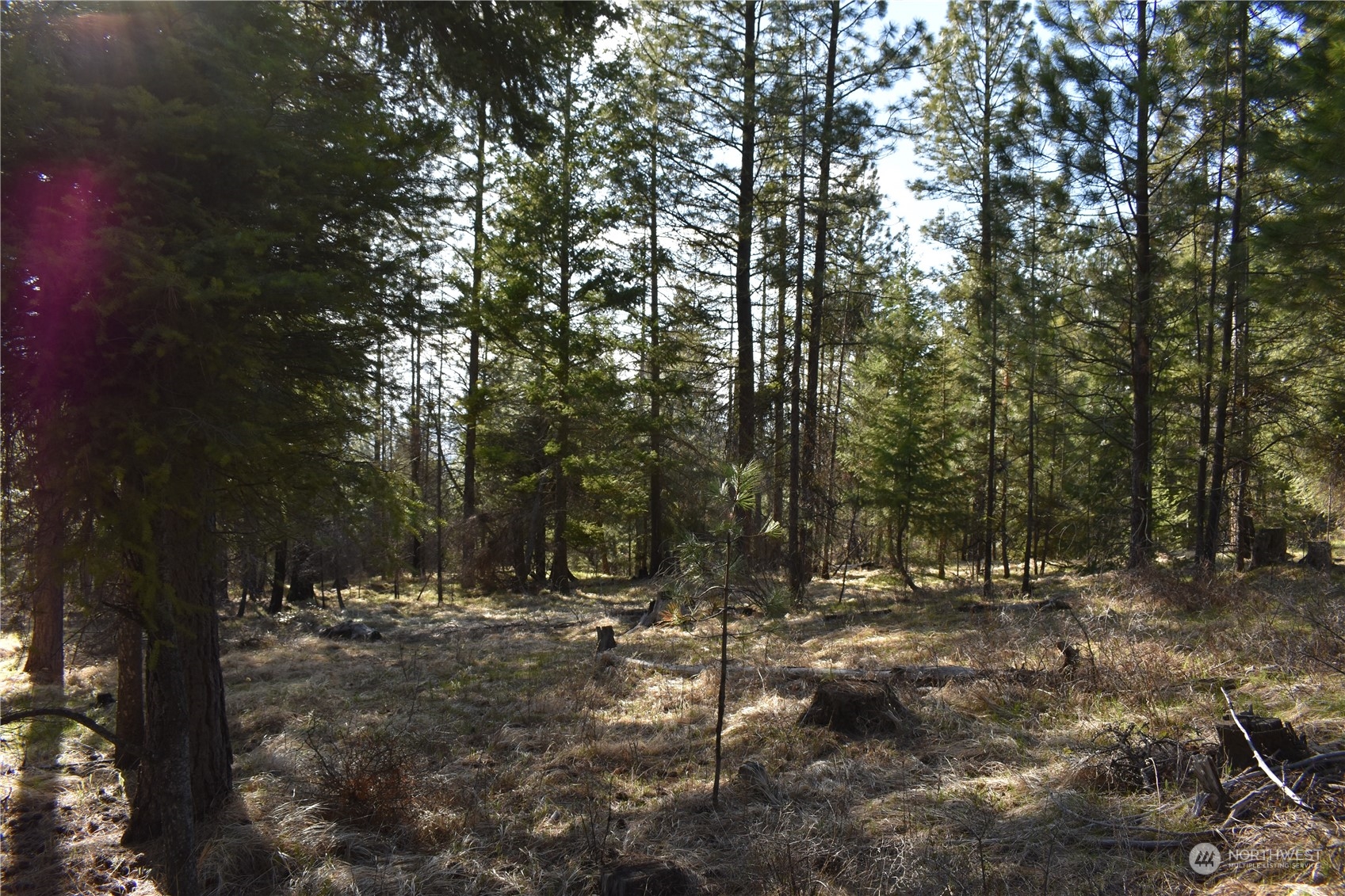 100 Lone Pine Trail Riverside, WA 98849 - Photo 8 of 37 a view of outdoor space with trees