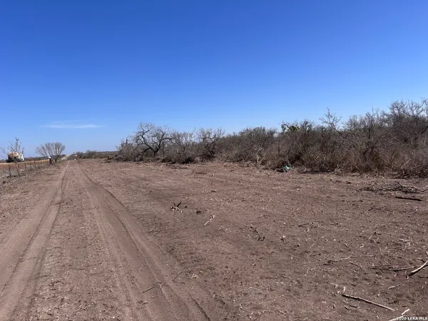 a view of a dry yard covered with trees
