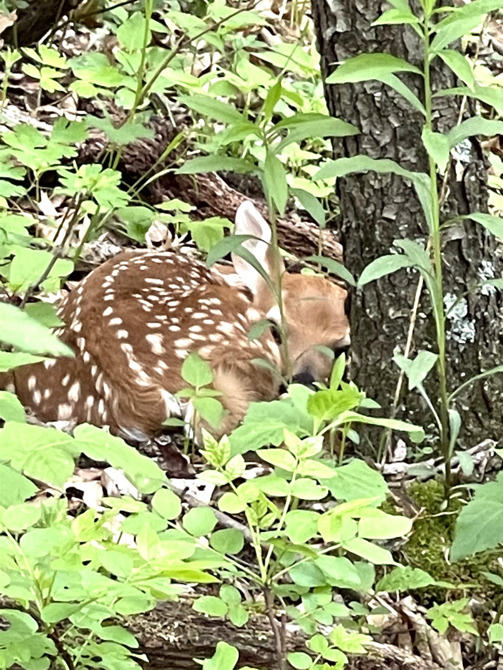 S10740 Bear Valley Road Spring Green, WI 53588 - Photo 32 of 34