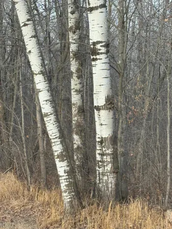$226,000 | Tbd 50th Avenue, Ogilvie, MN 56358
