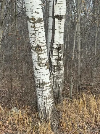 $226,000 | Tbd 50th Avenue, Ogilvie, MN 56358