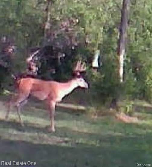 7055 Sheldon Road Belleville, MI 48111 - Photo 67 of 74 FB_IMG_1508259949938.jpg