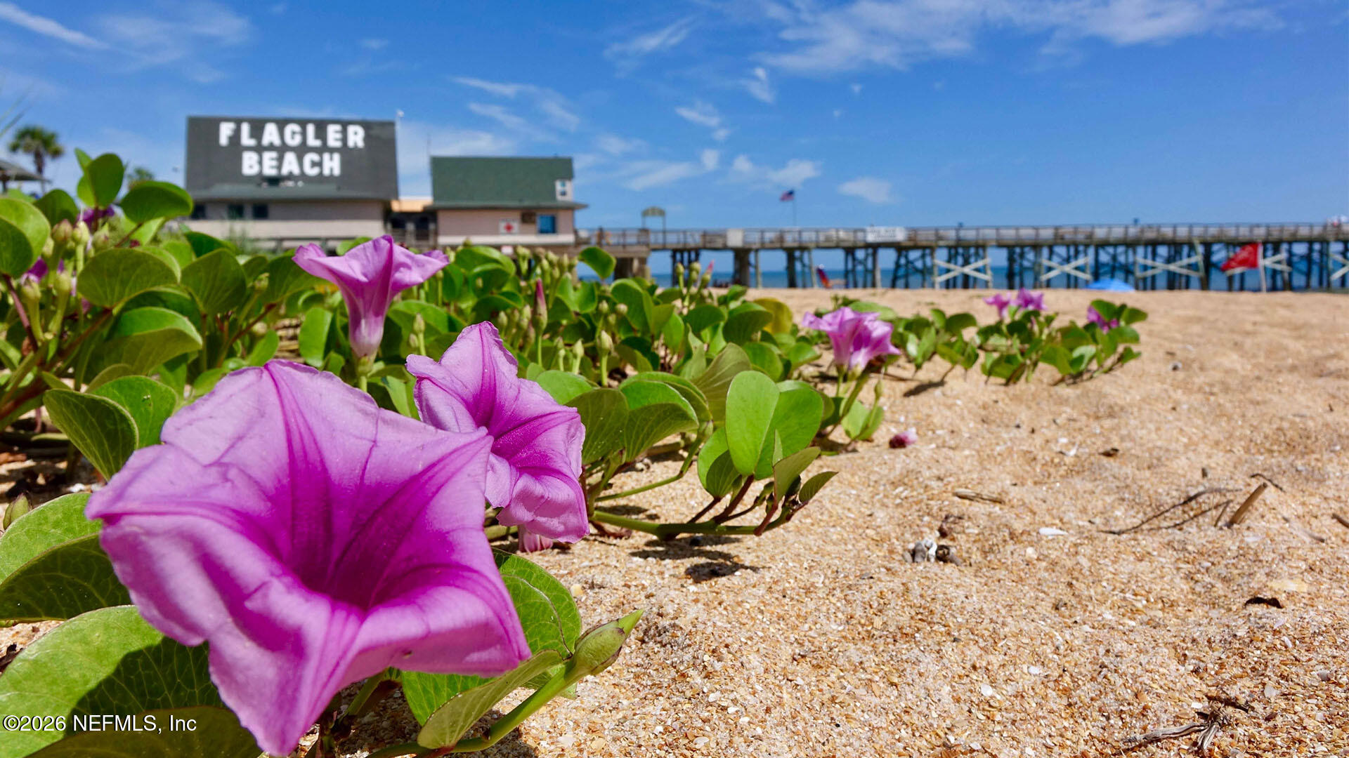 27 White Pne Road Palm Coast, FL 32137 - Photo 61 of 63 z content completion 1