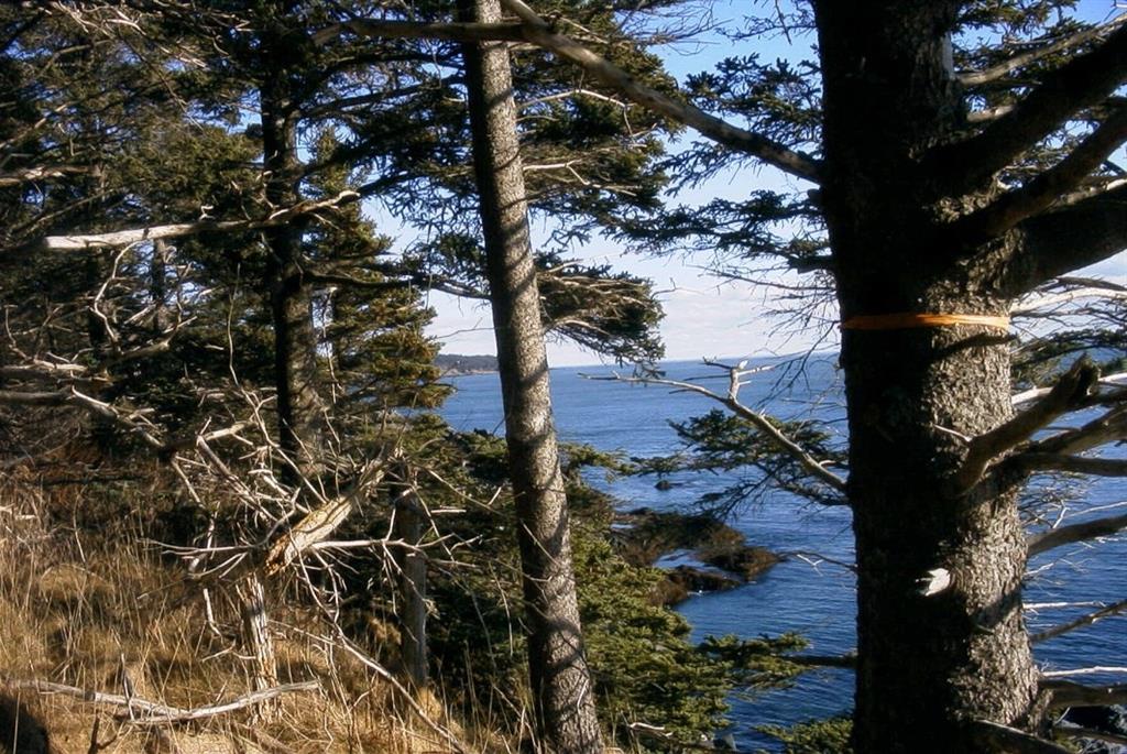 Lot 4-1 Boot Cove Road Lubec, ME 04652 - Photo 2 of 18 View towards Quoddy Head