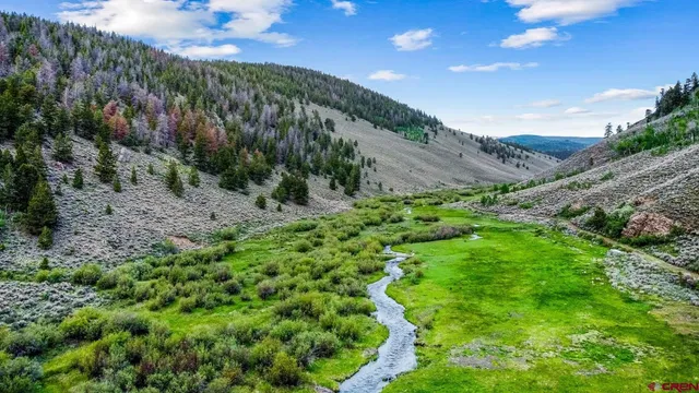 a view of a lush green forest with lots of trees