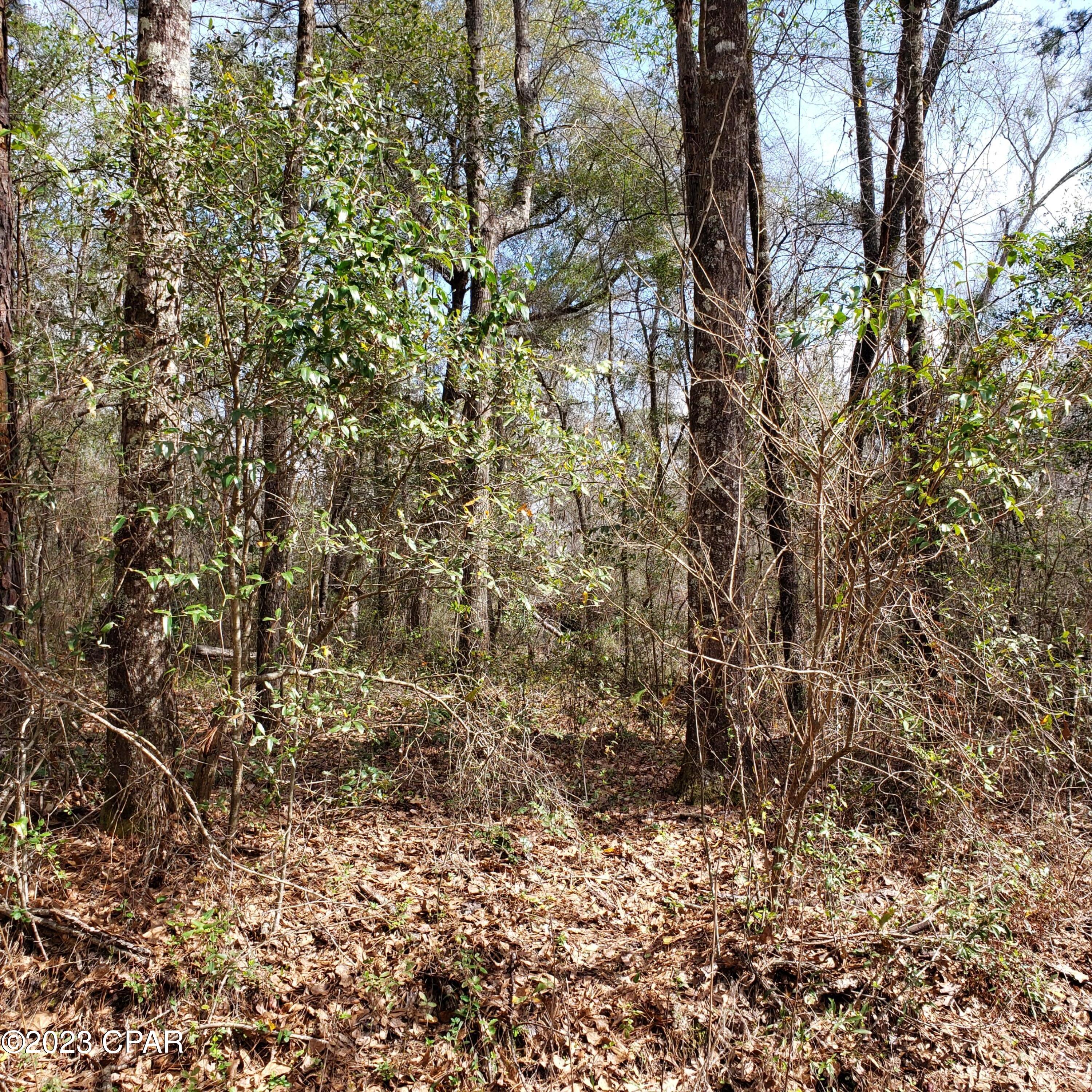 0 Beaver Dam Road Bonifay, FL 32425 - Photo 4 of 7 Gallery Image 4