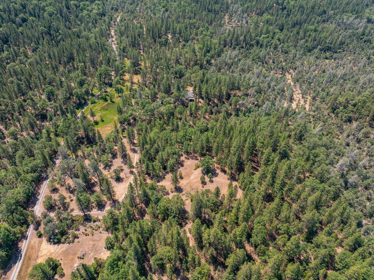 15288 Sherwood Forrest Road Oak Run, CA 96069 - Photo 83 of 91 a view of a forest with a tree