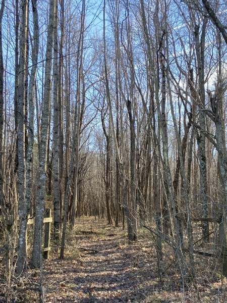 0 Pratt Road Hillsboro, TN 37342 - Photo 3 of 7 a view of a yard with large trees