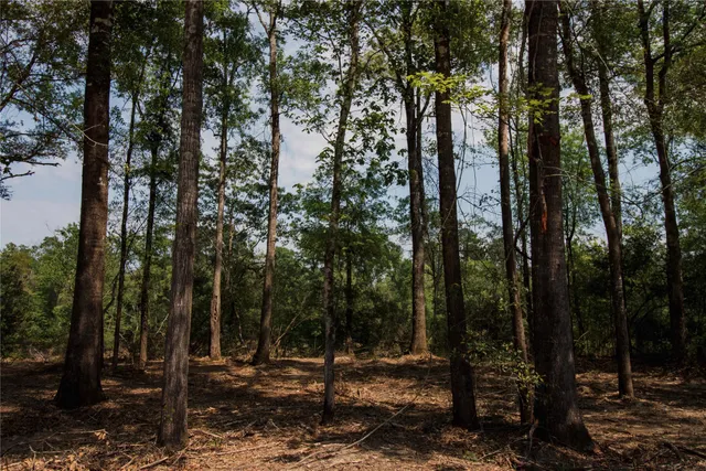 a view of a forest filled with trees