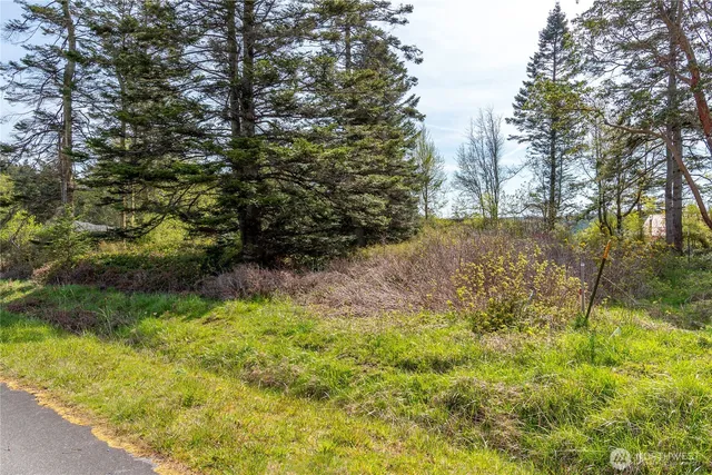 a view of a yard with large trees
