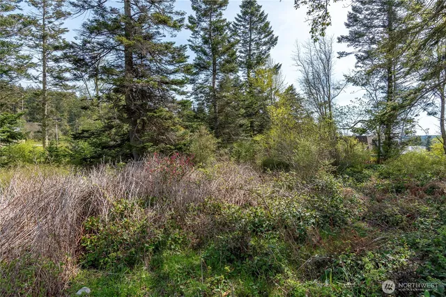 a view of a lake with a tree