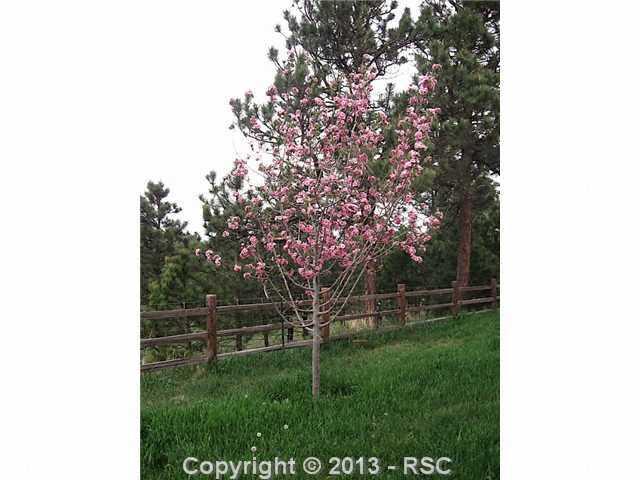 12205 Woodlake Road Elbert, CO 80106 - Photo 4 of 22 Gallery Image 4