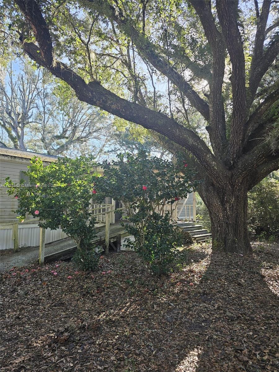 a view of a tree in the middle of a yard
